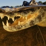 Cheiro de maracutaia no leilão do petróleo de Uirapuru