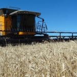 Mais um "presente" para Trump: alíquota zero para o trigo dos EUA